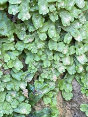 Marchantia