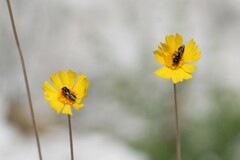 Calloceratina