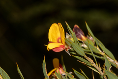 Pultenaea reticulata