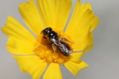 Calloceratina