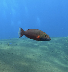 Oxycheilinus digramma