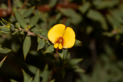 Pultenaea reticulata