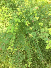 Symphoricarpos × chenaultii