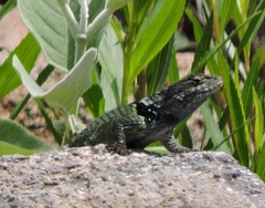 Sceloporus torquatus