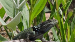 Sceloporus torquatus