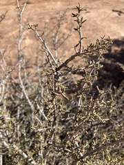 Cercocarpus intricatus