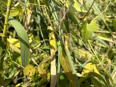 Glycine max soja