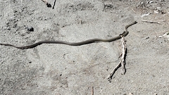 Masticophis taeniatus taeniatus