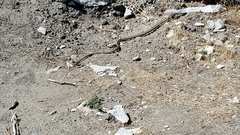 Masticophis taeniatus taeniatus