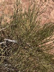 Ephedra viridis