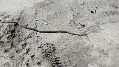 Masticophis taeniatus taeniatus