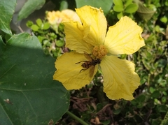 Mesembrius bengalensis