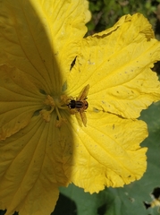 Mesembrius bengalensis