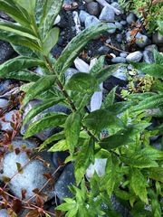 Artemisia suksdorfii