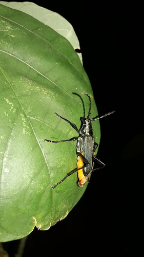Zenochloris
