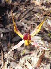Caladenia leptochila