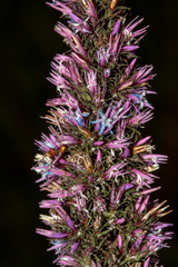 Andersonia caerulea