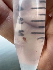 Copepoda