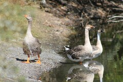 Anser anser domesticus × anser cygnoides domesticus
