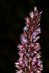 Andersonia caerulea