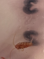 Copepoda