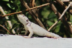 Sceloporus poinsettii