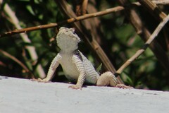 Sceloporus poinsettii