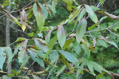 Castanea dentata