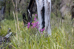 Gompholobium scabrum