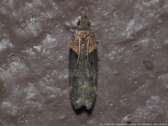 Chionodes mediofuscella