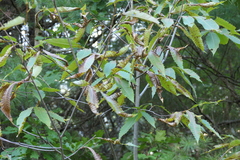Castanea dentata