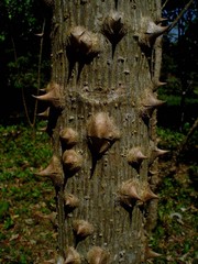 Erythrina folkersii