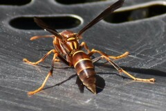 Polistes arizonensis
