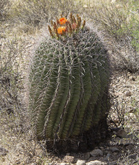Ferocactus wislizeni