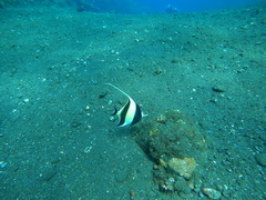 Zanclus cornutus