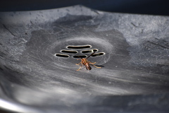 Polistes arizonensis