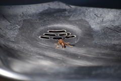 Polistes arizonensis