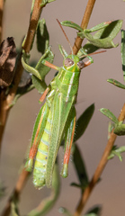 Hesperotettix viridis