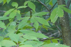 Castanea dentata