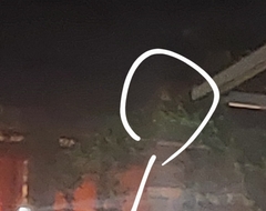 Pseudocheirus peregrinus