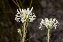 Pimelea longiflora