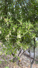 Leucopogon fasciculatus