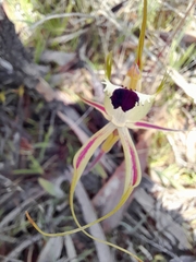 Caladenia