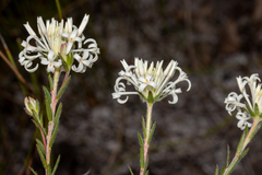 Pimelea longiflora