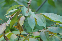 Castanea dentata