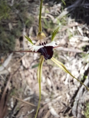 Caladenia