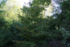 Castanea dentata