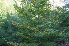 Castanea dentata