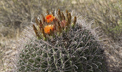 Ferocactus wislizeni