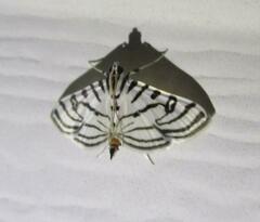 Conchylodes ovulalis